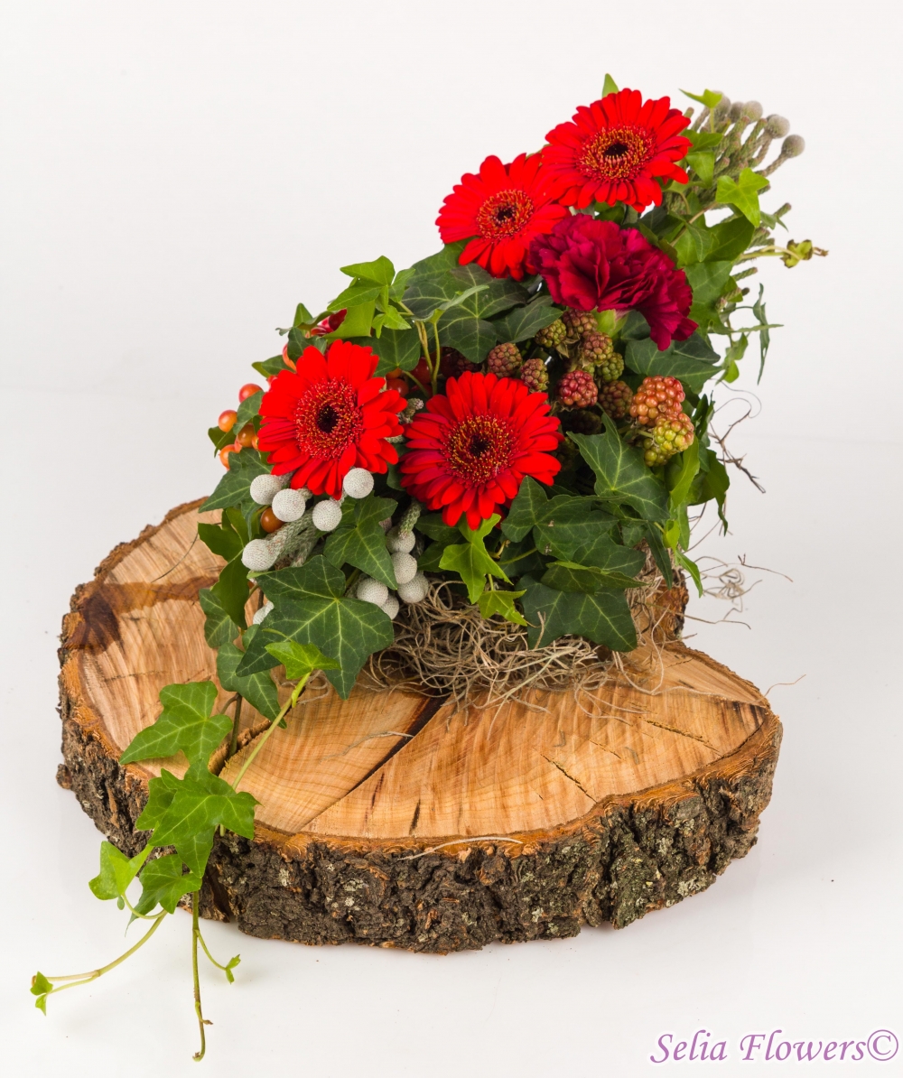 Despre floarea Mini Gerbera sau Germini